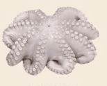 Pulpo crudo
